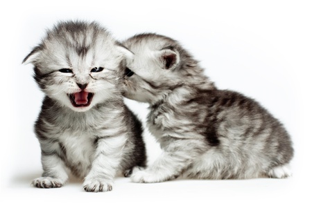 little kittenの写真素材