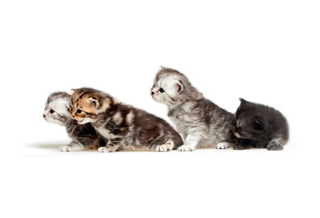 Four little kittenの写真素材