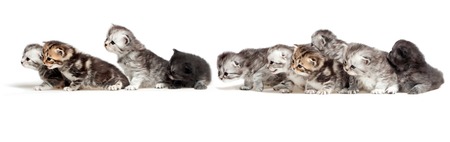 Ten Little kittenの写真素材