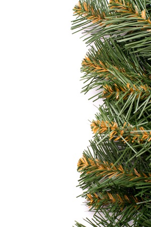 Fir branch on a white background. Isolatedの写真素材