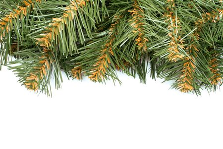 Fir branch on a white background. Isolatedの写真素材