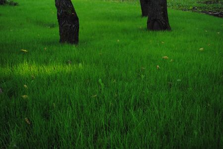 trimmed lawn tree trunks luscious green grassの写真素材