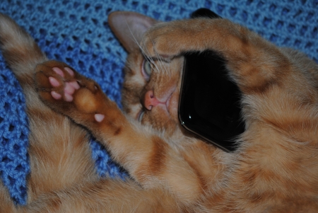 cat, phone, pad, blue, tail, ears, talking on the phoneの写真素材