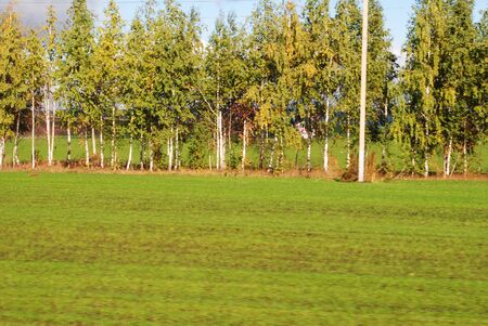Birch trees, green grassの写真素材