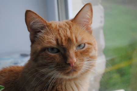 Red Catの写真素材