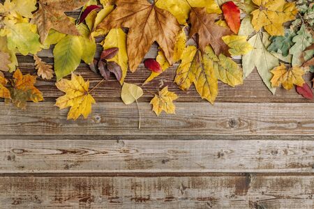 Dry autumn leaves on old wooden vintage background. Natural wood. Wood boards. The view from the top. Space for text.の写真素材