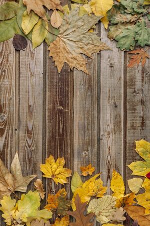 Dry autumn leaves on old wooden vintage background. Natural wood. Wood boards. The view from the top. Space for text.の写真素材
