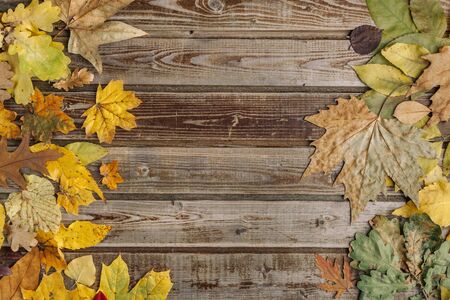Dry autumn leaves on old wooden vintage background. Natural wood. Wood boards. The view from the top. Space for text.の写真素材