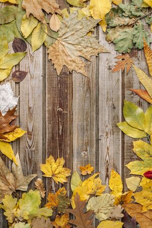 Dry autumn leaves on old wooden vintage background. Natural wood. Wood boards. The view from the top. Space for text.の写真素材