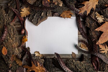 Frame made of wood bark. Wood texture. The view from the top. Space for text. Natural wood. Eco style.の写真素材