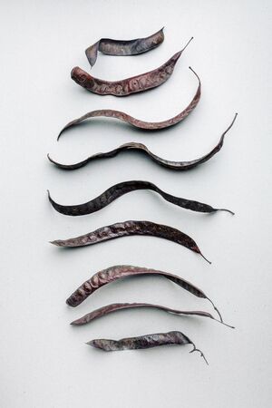 Dry pods of acacia seeds on a light background. The view from the top. Minimalism. Art.の写真素材