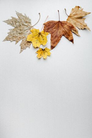 Autumn background. Yellow orange red dry autumn leaves on a light background. The view from the top. Vintage style. Space for text.の写真素材