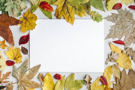 Autumn background. Yellow orange red dry autumn leaves on a light background. The view from the top....