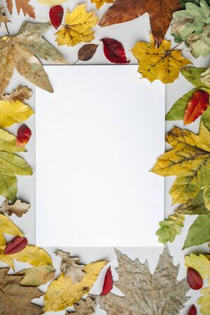 Autumn background. Yellow orange red dry autumn leaves on a light background. The view from the top. Vintage style. Space for text.の写真素材
