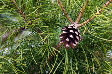 pine cone