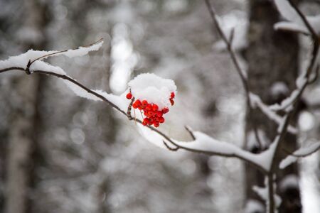 winter rowanの写真素材
