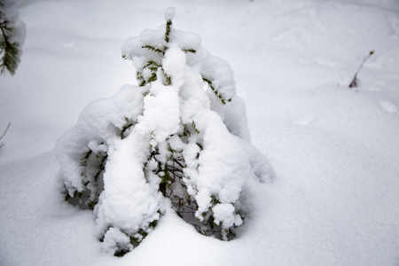 fir in the winter forestの写真素材