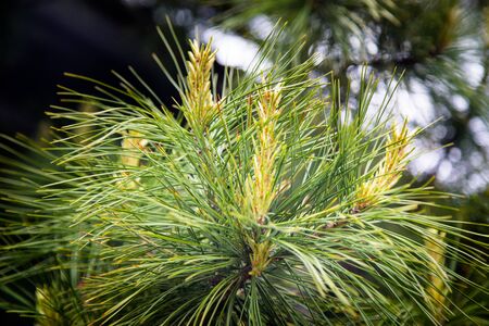 pine vertex