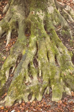 the roots