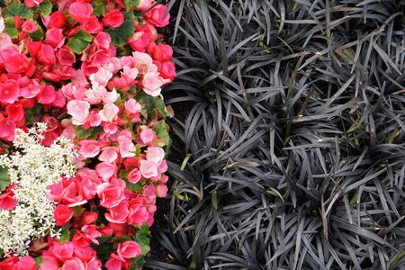 High Angle View Of Colorful Flowers And Plantsの写真素材