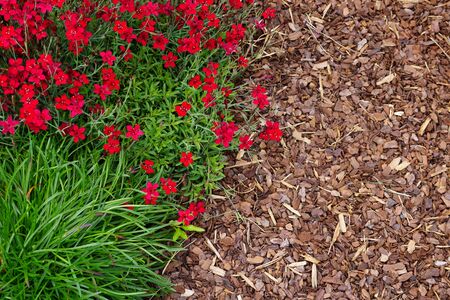 High Angle View Of Colorful Flowers And Plants With Bark Mulchの写真素材