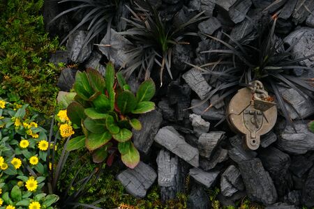 High Angle View Of Colorful Flowers And Plants With Coalの写真素材
