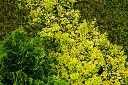 High Angle View Of Colorful Flowers And Plantsの写真素材