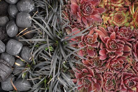 High Angle View Of Colorful Flowers And Plants With Coalの写真素材