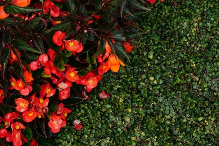 High Angle View Of Colorful Flowers And Plantsの写真素材