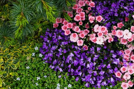 High Angle View Of Colorful Flowers And Plantsの写真素材