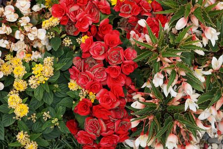 High Angle View Of Colorful Flowers And Plantsの写真素材