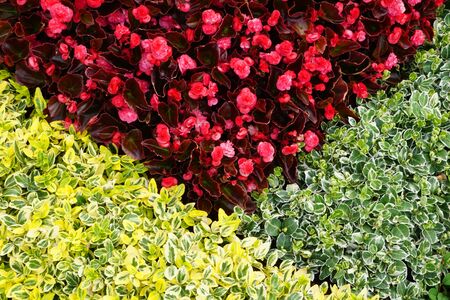 High Angle View Of Colorful Flowers And Plantsの写真素材