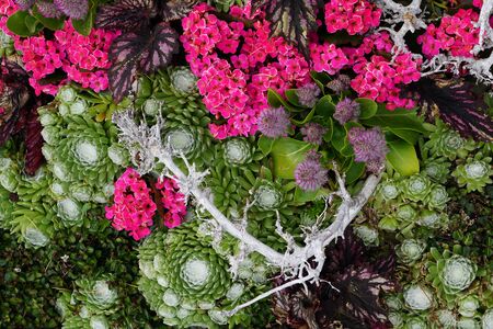 High Angle View Of Colorful Flowers And Plantsの写真素材