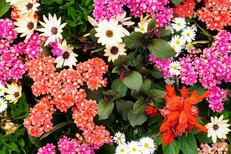 High Angle View Of Colorful Flowers And Plantsの写真素材