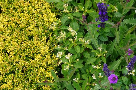 High Angle View Of Colorful Flowers And Plantsの写真素材