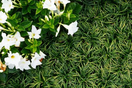 High Angle View Of Colorful Flowers And Plantsの写真素材