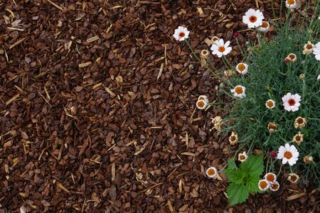 High Angle View Of Colorful Flowers And Plants With Bark Mulchの写真素材