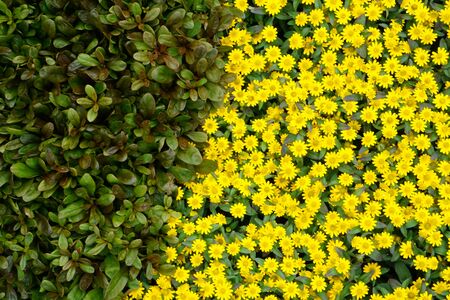 High Angle View Of Colorful Flowers And Plantsの写真素材