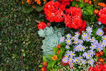 High Angle View Of Colorful Flowers And Plantsの写真素材
