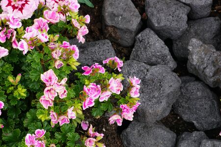 High Angle View Of Colorful Flowers And Plants With Coalの写真素材