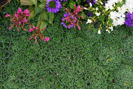High Angle View Of Colorful Flowers And Plantsの写真素材