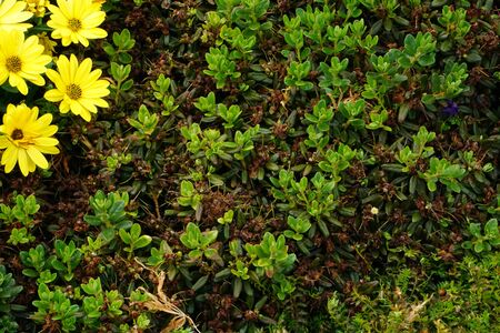 High Angle View Of Colorful Flowers And Plantsの写真素材