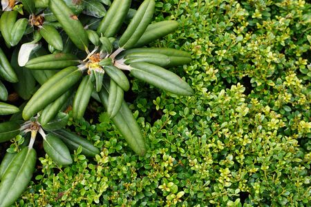 High Angle View Of Colorful Flowers And Plantsの写真素材