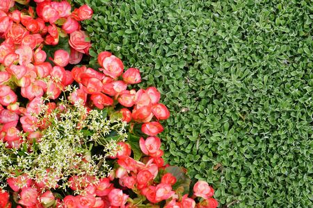 High Angle View Of Colorful Flowers And Plantsの写真素材