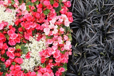 High Angle View Of Colorful Flowers And Plantsの写真素材