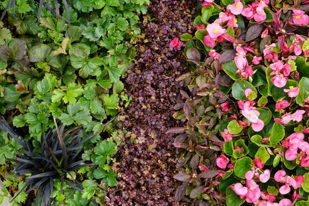 High Angle View Of Colorful Flowers And Plantsの写真素材