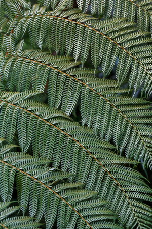 Palm fern detailの写真素材