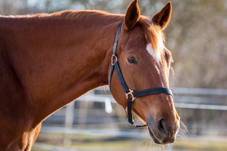 Horse head, horse portrait, horse