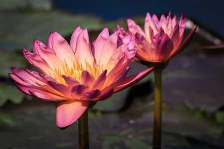 Pink water lilyの写真素材