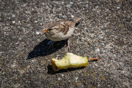 A sparrow foragingの写真素材